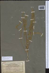 Dysphania botrys (L.) Mosyakin & Clemants, Middle Asia, Northern & Central Tian Shan (M4) (Kazakhstan)