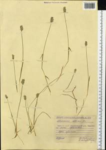 Alopecurus magellanicus Lam., Siberia, Yakutia (S5) (Russia)