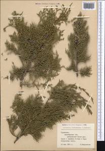 Juniperus excelsa subsp. polycarpos (K. Koch) Takht., Middle Asia, Kopet Dag, Badkhyz, Small & Great Balkhan (M1) (Turkmenistan)