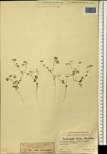 Psammogeton ranunculifolius (Boiss.) Engstrand, South Asia, South Asia (Asia outside ex-Soviet states and Mongolia) (ASIA) (Pakistan)