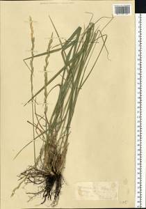 Elymus repens (L.) Gould, Eastern Europe, North Ukrainian region (E11) (Ukraine)