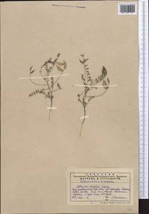 Astragalus vicarius Lipsky, Middle Asia, Western Tian Shan & Karatau (M3) (Kazakhstan)