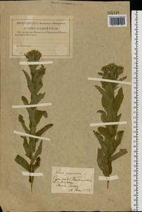 Pentanema germanicum (L.) D. Gut. Larr., Santos-Vicente, Anderb., E. Rico & M. M. Mart. Ort., Eastern Europe, Lower Volga region (E9) (Russia)