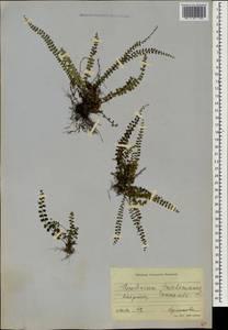 Asplenium trichomanes L., Caucasus, Georgia (K4) (Georgia)
