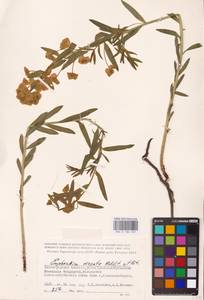 Euphorbia virgata Waldst. & Kit., Eastern Europe, Lower Volga region (E9) (Russia)