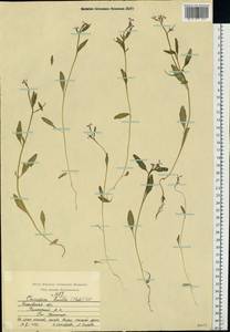 Chorispora tenella (Pall.) DC., Eastern Europe, Moscow region (E4a) (Russia)