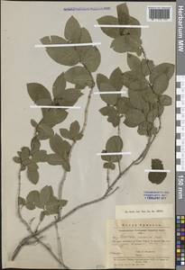 Lonicera caucasica subsp. orientalis (Lam.) D. F. Chamb. & Long, Caucasus, Armenia (K5) (Armenia)