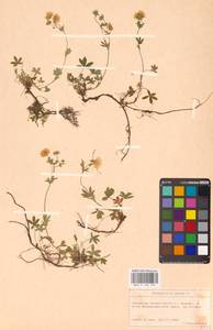 Potentilla aurea L., Eastern Europe, West Ukrainian region (E13) (Ukraine)