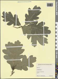 Quercus, Caucasus, Azerbaijan (K6) (Azerbaijan)
