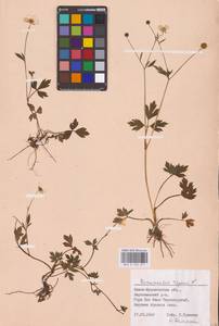 Ranunculus repens L., Eastern Europe, West Ukrainian region (E13) (Ukraine)