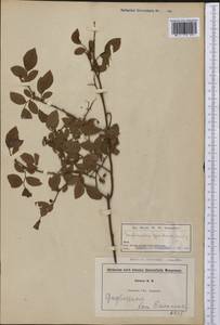Gaylussacia frondosa (L.) Torr. & Gray ex Torr., America (AMER) (United States)