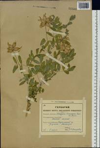 Astragalus veresczaginii Krylov & Sumnev., Siberia, Western (Kazakhstan) Altai Mountains (S2a) (Kazakhstan)