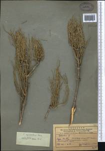 Ephedra equisetina Bunge, Middle Asia, Western Tian Shan & Karatau (M3) (Uzbekistan)