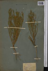 Salicornia europaea L., Middle Asia, Northern & Central Kazakhstan (M10) (Kazakhstan)