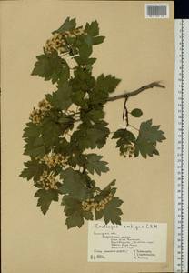 Crataegus ambigua C. A. Mey. ex A. K. Becker, Eastern Europe, Central forest-and-steppe region (E6) (Russia)