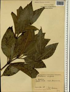 Lophostemon confertus (R.Br.) Peter G.Wilson & J.T.Waterh., South Asia, South Asia (Asia outside ex-Soviet states and Mongolia) (ASIA) (Sri Lanka)