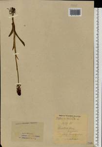 Neotinea ustulata (L.) R.M.Bateman, Pridgeon & M.W.Chase, Eastern Europe, Eastern region (E10) (Russia)