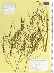 Asparagus officinalis L., Eastern Europe, Central forest-and-steppe region (E6) (Russia)