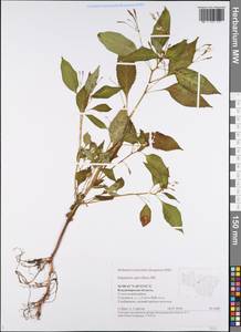 Impatiens parviflora, Eastern Europe, Central region (E4) (Russia)