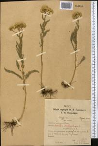 Achillea setacea Waldst. & Kit., Middle Asia, Northern & Central Kazakhstan (M10) (Kazakhstan)
