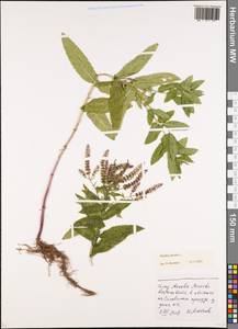 Mentha spicata L., Eastern Europe, Moscow region (E4a) (Russia)