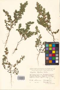 Kummerowia stipulacea (Maxim.) Makino, Siberia, Russian Far East (S6) (Russia)