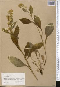 Solidago virgaurea L., Middle Asia, Pamir & Pamiro-Alai (M2) (Tajikistan)