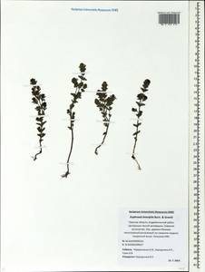 Euphrasia × vernalis List, Eastern Europe, North-Western region (E2) (Russia)