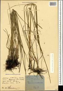 Festuca caucasica (Boiss.) Hack. ex Boiss., Caucasus, Stavropol Krai, Karachay-Cherkessia & Kabardino-Balkaria (K1b) (Russia)