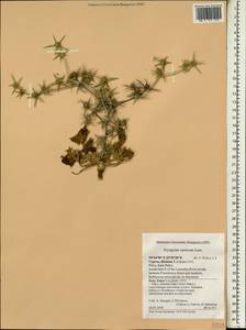 Eryngium creticum Lam., South Asia, South Asia (Asia outside ex-Soviet states and Mongolia) (ASIA) (Cyprus)