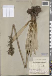 Eremurus regelii Vved., Middle Asia, Pamir & Pamiro-Alai (M2) (Uzbekistan)