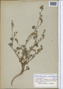 Tournefortia sogdiana (Bunge) Popov, Middle Asia, Western Tian Shan & Karatau (M3) (Tajikistan)
