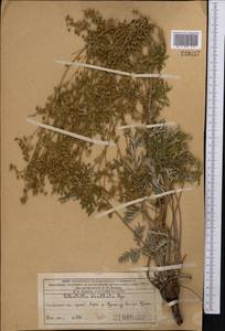Potentilla virgata Lehm., Middle Asia, Western Tian Shan & Karatau (M3) (Kazakhstan)