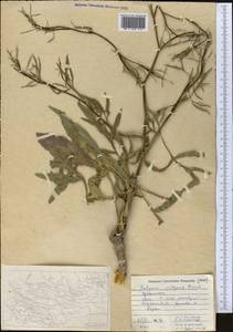 Falcaria vulgaris Bernh., Middle Asia, Pamir & Pamiro-Alai (M2) (Uzbekistan)