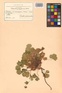 Potentilla fragiformis Willd. ex D. F. K. Schltdl., Siberia, Russian Far East (S6) (Russia)