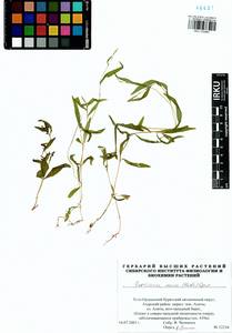 Persicaria minor (Huds.) Opiz, Siberia, Baikal & Transbaikal region (S4) (Russia)