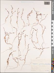 Polygonum patulum subsp. patulum, Siberia, Altai & Sayany Mountains (S2) (Russia)