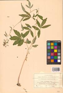 Cardamine bulbifera (L.) Crantz, Eastern Europe, Belarus (E3a) (Belarus)