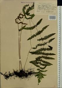 Thelypteris palustris Schott, Eastern Europe, Moscow region (E4a) (Russia)