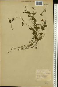 Convolvulus arvensis L., Eastern Europe, Belarus (E3a) (Belarus)