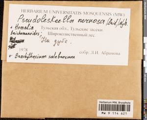 Homalia trichomanoides (Hedw.) Brid., Bryophytes, Bryophytes - Middle Russia (B6) (Russia)