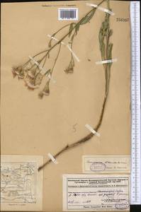 Saussurea blanda Schrenk, Middle Asia, Dzungarian Alatau & Tarbagatai (M5) (Kazakhstan)