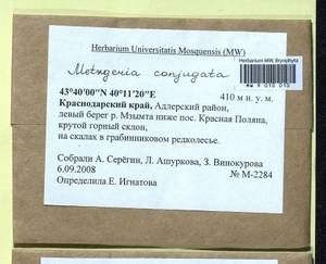 Metzgeria conjugata Lindb., Bryophytes, Bryophytes - North Caucasus & Ciscaucasia (B12) (Russia)