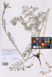 Seseli annuum L., Eastern Europe, Moscow region (E4a) (Russia)