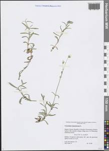 Cerastium tomentosum L., Eastern Europe, Northern region (E1) (Russia)