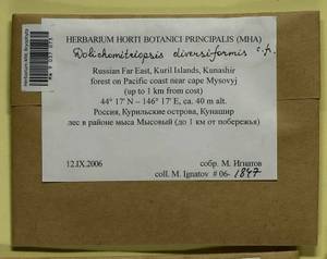 Dolichomitriopsis diversiformis (Mitt.) Nog., Bryophytes, Bryophytes - Russian Far East (excl. Chukotka & Kamchatka) (B20) (Russia)