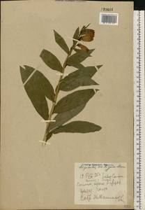 Digitalis grandiflora Mill., Eastern Europe, Eastern region (E10) (Russia)