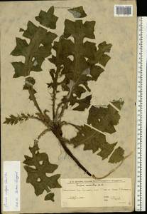 Cirsium vulgare (Savi) Ten., Eastern Europe, Lower Volga region (E9) (Russia)