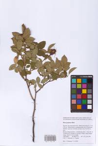 Rosa gallica L., Eastern Europe, Central forest-and-steppe region (E6) (Russia)