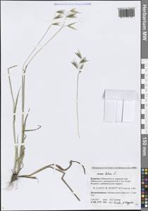 Avena fatua L., Siberia, Baikal & Transbaikal region (S4) (Russia)